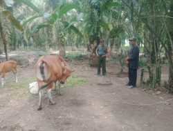 Babinsa Selalu Aktif Pantau Ternak Warga Cegah Penyakit Mulut dan Kuku