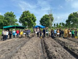 Wujudkan Ketahanan Pangan Nasional, Babinsa Koramil 06 Siak Hulu Tanam Jagung Bersama Warga