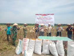 Berperan Aktif Dalam Mendukung Program Ketahanan Pangan, Babinsa Koramil 16/Tapung Panen Raya Jagung Pipil
