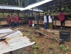 Peduli Masyarakat Binaan, Babinsa Koramil 11/Tambusai Cek Penyakit Mulut dan Kuku Sapi Peternak