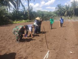 Upaya Mendukung Program Katahanan Pangan Nasional, Babinsa Koramil 16/Tapung Melaksanakan Penanaman Padi Gogo