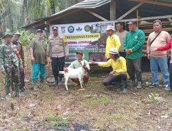 Upaya Meningkatkan Peran BUMDes Dalam Program Ketahanan Pangan, Babinsa Koramil 16/Tapung Dampingi Penyerahan Kambing Kepada Kelompok Tani