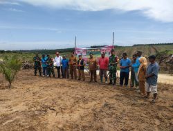 Babinsa Kec Ukui Hadiri Penanaman Perdana Padi Gogo di Lahan KUD Sumber Bahagia