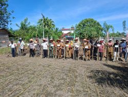 Danramil 13/Rokan IV Koto Diwakili Babinsa Serda Akhmad Taufik Hidayah Kegiatan Penanaman Jagung