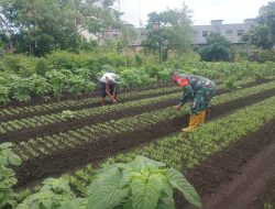 Sebagai Bentuk Dukungan Ketahanan Pangan, Babinsa Koramil 16/Tapung Bantu Petani Rawat Tanaman Kangkung