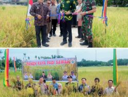 Desa Pulau Sarak Panen Raya Padi Sawah