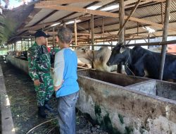 Babinsa Koramil 06 Siak Hulu Rutin Datangi Peternak Sapi Untuk Mendukung Kesehatan Ternak di Wilayah