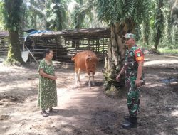 Babinsa Koramil 03/Bunut Laksanakan Sosialisasi Pencegahan PMK Kepada Peternak Sapi