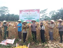 Koptu Jantri Istani Hadiri Panen Jagung di Kabupaten Rokan Hulu