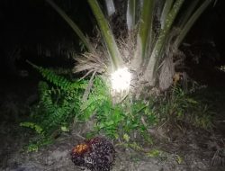Warga Kelurahan Pangkalan Lesung Keluhkan Tingginya Pencurian Buah Sawit