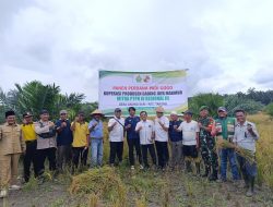 Upaya Untuk Mendukung Ketahanan Pangan, Babinsa Koramil 16/Tapung Panen Padi Gogo