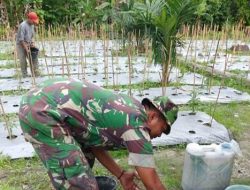 Sukseskan Ketahanan Pangan, Babinsa Koramil 16/Tapung Bantu Petani Pupuk Tanaman Cabe