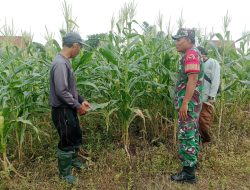 Peran Aktif Babinsa Koramil 03/Bunut Tingkatkan Produktivitas Jagung Warga