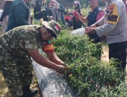 Sinergi Babinsa Serda Efrizal Hadiri Panen Perdana Cabai Keriting Milik Warga Binaan