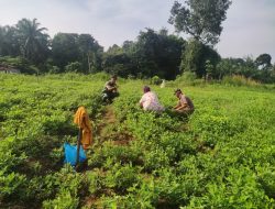 Serda Syahrizal Nasution Silaturahmi Terhadap Petani Kacang Di Tambusai