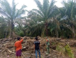 Babinsa Laksanakan Patroli di Kebun Masyarakat Cegah Karhutla