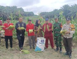 Babinsa Sertu Nurhajis Bersama Perangkat Desa dan Pok Tani Laksanakan Panen Perdana Jagung Manis