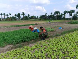 Sinergi TNI dan Petani, Babinsa Bantu Perawatan Kebun Sayur Warga di Desa Delik