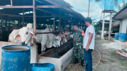 Yakinkan Hewan Ternak Warga Bebas PMK, Babinsa Koramil 06 Siak Hulu Komsos Dengan Peternak Sapi