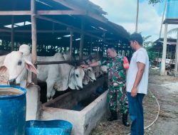 Yakinkan Hewan Ternak Warga Bebas PMK, Babinsa Koramil 06 Siak Hulu Komsos Dengan Peternak Sapi