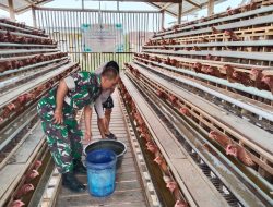 Babinsa Koramil 03/Bunut Tinjau Peternakan Ayam Petelur Dukung Ketahanan Pangan di Desa Kuala Tolam