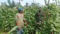 Babinsa Koramil 03/Bunut Dampingi Petani di Desa Ransang, Wujud Nyata Dukungan Ketahanan Pangan