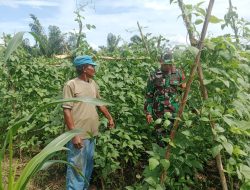 Babinsa Koramil 03/Bunut Dampingi Petani di Desa Ransang, Wujud Nyata Dukungan Ketahanan Pangan