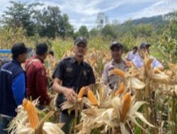 Dukung Hanpangan, Bripda Sabar Immanuel Silaban Panen Raya Jagung Pipil Didesa Tanjung