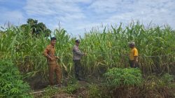 Bripka Faisal Boebata Pantau Pertumbuhan Jagung Pipil Bersama Direktur Bumdes Bandur Picak
