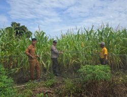 Bripka Faisal Boebata Pantau Pertumbuhan Jagung Pipil Bersama Direktur Bumdes Bandur Picak