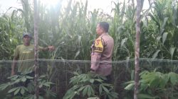 Bripka Suwarno Melakukan Pemantauan Pertumbuhan Jagung Pipil Didesa Balung