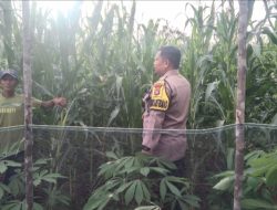 Bripka Suwarno Melakukan Pemantauan Pertumbuhan Jagung Pipil Didesa Balung