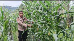 Pergerakan Hanpangan, Aipda Prori Arpaini,SH Pantau Pertumbuhan Jagung Pipil Didesa Rana Sungkai
