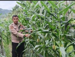 Pergerakan Hanpangan, Aipda Prori Arpaini,SH Pantau Pertumbuhan Jagung Pipil Didesa Rana Sungkai