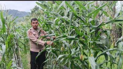 Pergerakan Hanpangan, Aipda Prori Arpaini,SH Pantau Pertumbuhan Jagung Pipil Didesa Rana Sungkai