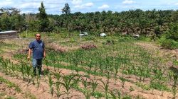 Aipda SR Sinaga Pantau Pertumbuhan Jagung Pipil Didesa Bandur Picak