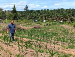 Aipda SR Sinaga Pantau Pertumbuhan Jagung Pipil Didesa Bandur Picak