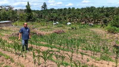 Aipda SR Sinaga Pantau Pertumbuhan Jagung Pipil Didesa Bandur Picak