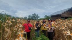 Kapolsek XIII Koto Kampar, AKP Edi Candra,SH Panen Raya Jagung Pipil Didesa Binamang