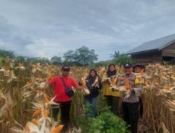 Kapolsek XIII Koto Kampar, AKP Edi Candra,SH Panen Raya Jagung Pipil Didesa Binamang