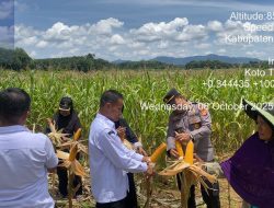 Kapolsek XIII Koto Kampar, AKP Edi Candra, SH Panen Raya Jagung Pipil Didesa Muara Takus