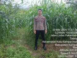 Bripda Sabar Immanuel Silaban Pantau Pertumbuhan Jagung Pipil Didesa Tanjung