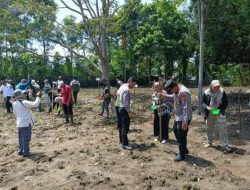 Dukung Hanpangan, Kapolsek XIII Koto Kampar Giat Penanaman Jagung Pipil Kuartal 1 Didesa Muara Takus