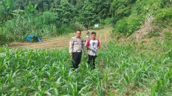 Aipda Andi Wardana,S.Psi,MM Pantau Pertumbuhan Jagung Pipil Didesa Tabing