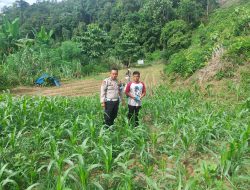 Aipda Andi Wardana,S.Psi,MM Pantau Pertumbuhan Jagung Pipil Didesa Tabing