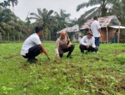 Aipda Lukman Hadi,SH Pantau Pertumbuhan Jagung Pipil Didesa Binamang
