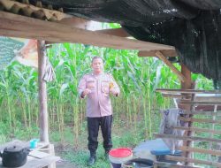 Dukung Hanpangan Nasional ,Bripka Idris Pantau Pertumbuhan Jagung Pipil Didesa Kota Tuo