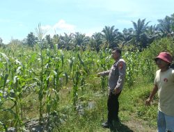 Kapolsek XIII Koto Kampar Melaksanakan Pengecekan Perkembangan Jagung Pipil Didesa Muara Takus