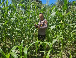 Kapolsek XIII Koto Melaksanakan Pengecekan Perkembangan Jagung Pipil Didesa Pongkai Istiqomah