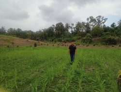 Bripka Marta Adi Putra Pantau Pertumbuhan Jagung Pipil Didesa Gunung Bungsu